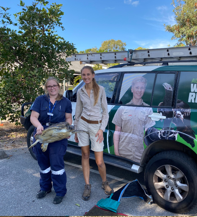 RSPCA and Australia Zoo Rescuing Turtle